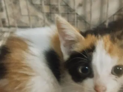 Gato raça SRD-ViraLata idade 2 a 6 meses nome sem Nome 