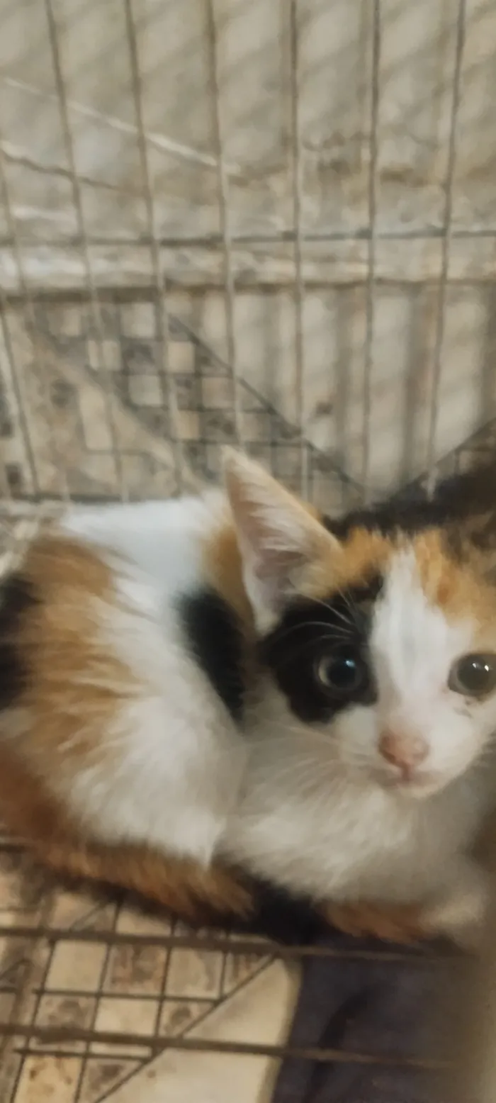 Gato raça SRD-ViraLata idade 2 a 6 meses nome sem Nome 