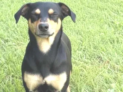 Cachorro raça SRD-ViraLata idade 3 anos nome Guri (Gurizinho)