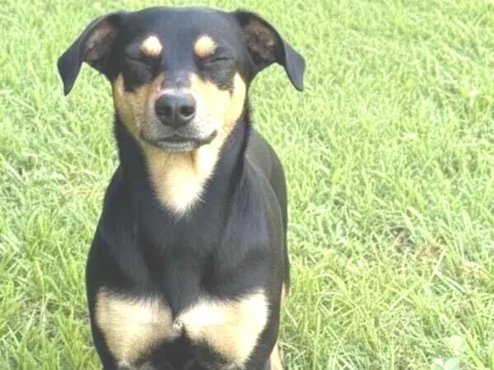 Cachorro raça SRD-ViraLata idade 3 anos nome Guri (Gurizinho)