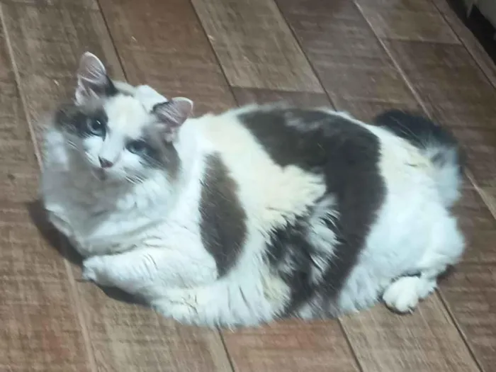 Gato raça Maine Coon idade 6 ou mais anos nome Fedora 