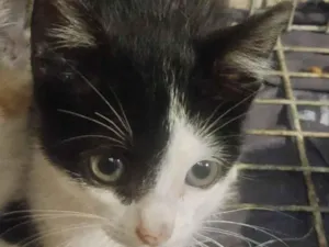 Gato raça SRD-ViraLata idade 2 a 6 meses nome Sem nome