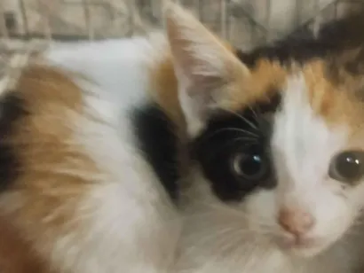 Gato raça SRD-ViraLata idade 2 a 6 meses nome sem Nome 