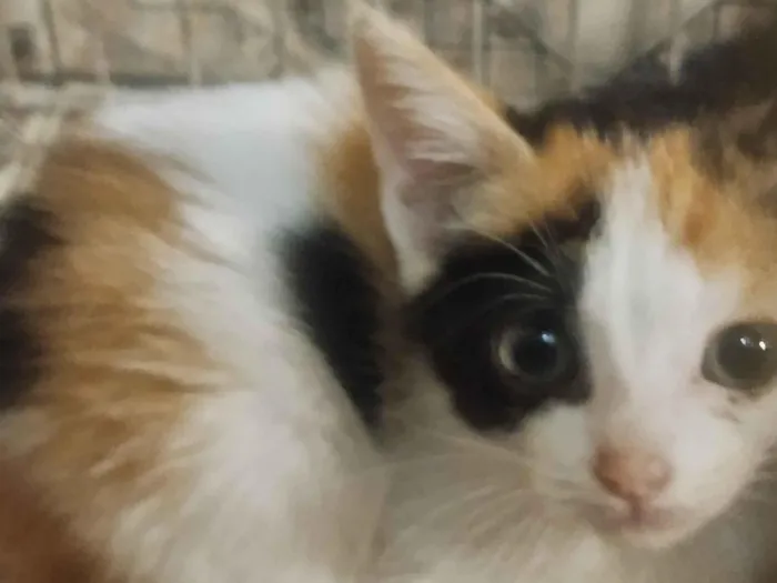 Gato raça SRD-ViraLata idade 2 a 6 meses nome sem Nome 