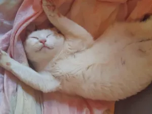 Gato raça SRD-ViraLata idade 4 anos nome Neneca