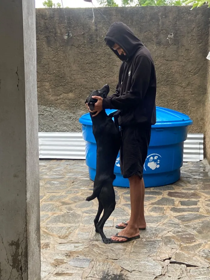 Cachorro raça SRD-ViraLata idade 1 ano nome Pantera