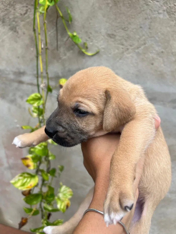 Cachorro raça SRD-ViraLata idade Abaixo de 2 meses nome Coragem