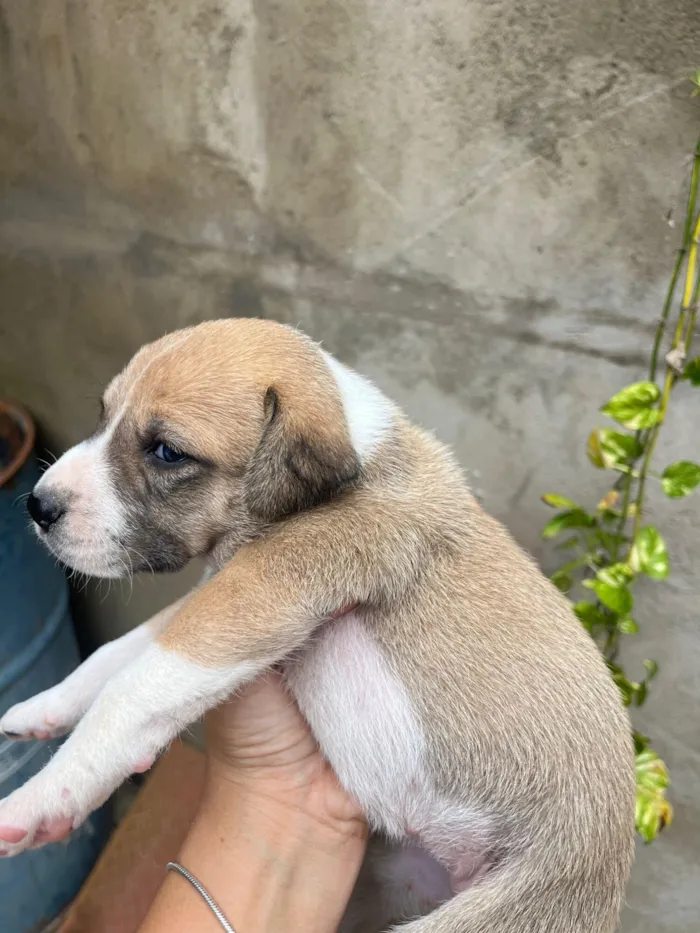 Cachorro raça SRD-ViraLata idade Abaixo de 2 meses nome Coragem