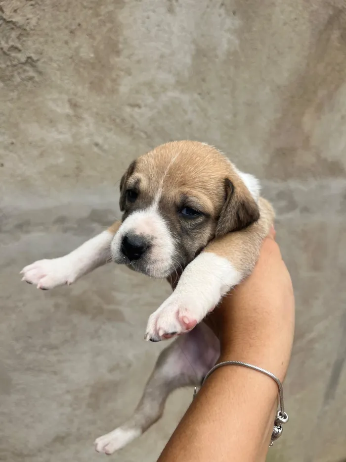 Cachorro raça SRD-ViraLata idade Abaixo de 2 meses nome Coragem