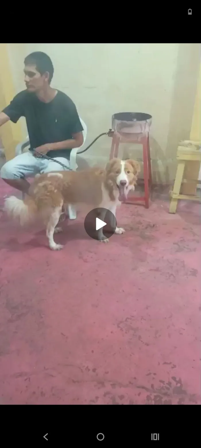 Cachorro raça SRD-ViraLata idade 4 anos nome Alvin 