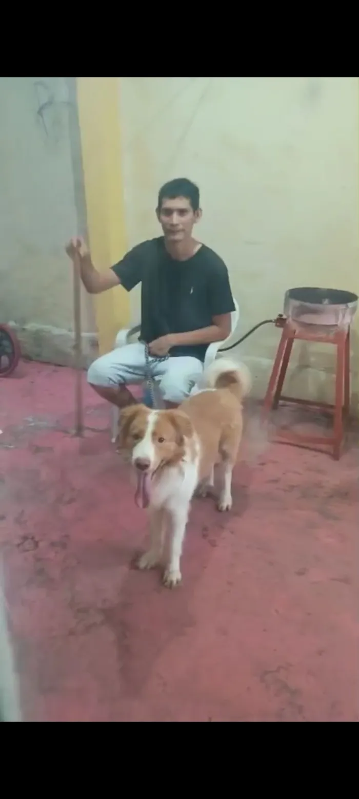 Cachorro raça SRD-ViraLata idade 4 anos nome Alvin 