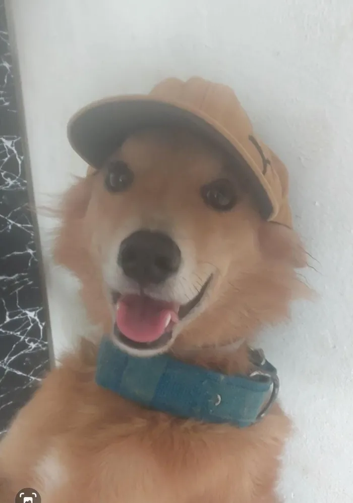 Cachorro raça SRD-ViraLata idade 3 anos nome dudu