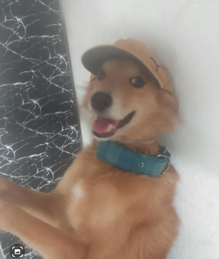 Cachorro raça SRD-ViraLata idade 3 anos nome dudu