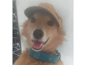 Cachorro raça SRD-ViraLata idade 3 anos nome Dudu