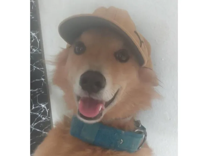 Cachorro raça SRD-ViraLata idade 3 anos nome Dudu