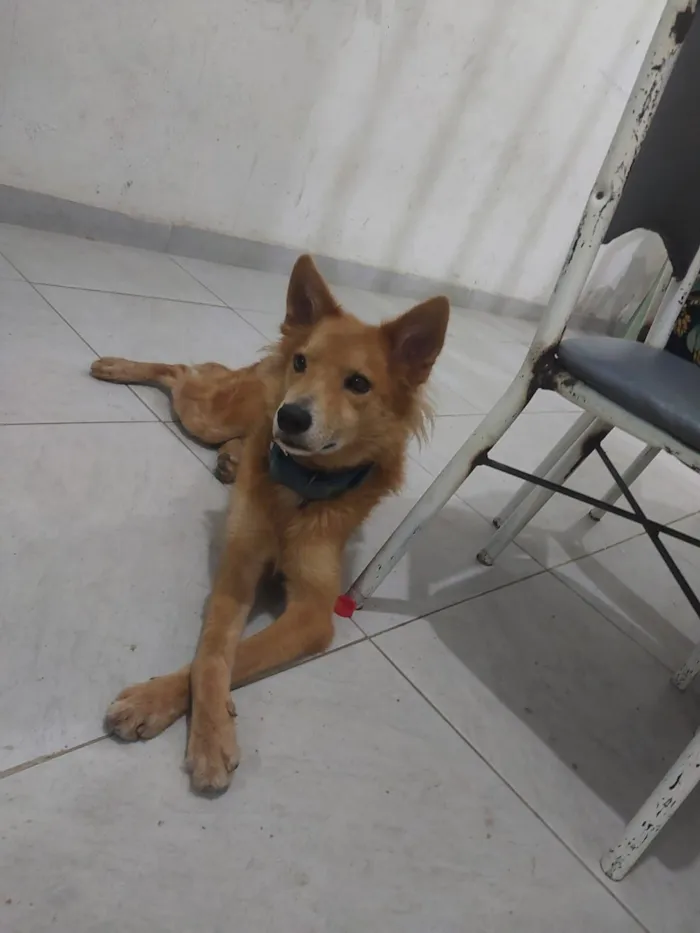 Cachorro raça SRD-ViraLata idade 3 anos nome Dudu