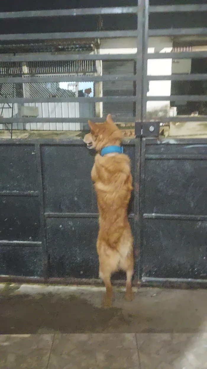 Cachorro raça SRD-ViraLata idade 3 anos nome Dudu