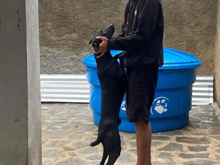 Cachorro raça SRD-ViraLata idade 1 ano nome Pantera