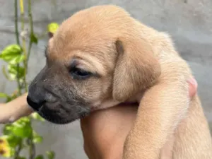 Cachorro raça SRD-ViraLata idade Abaixo de 2 meses nome Coragem
