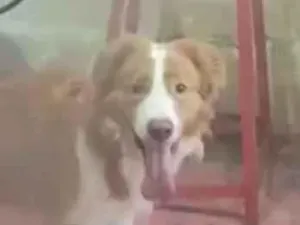 Cachorro raça SRD-ViraLata idade 4 anos nome Alvin 