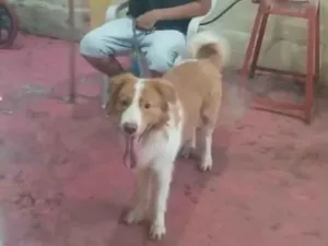 Cachorro raça SRD-ViraLata idade 4 anos nome Alvin 