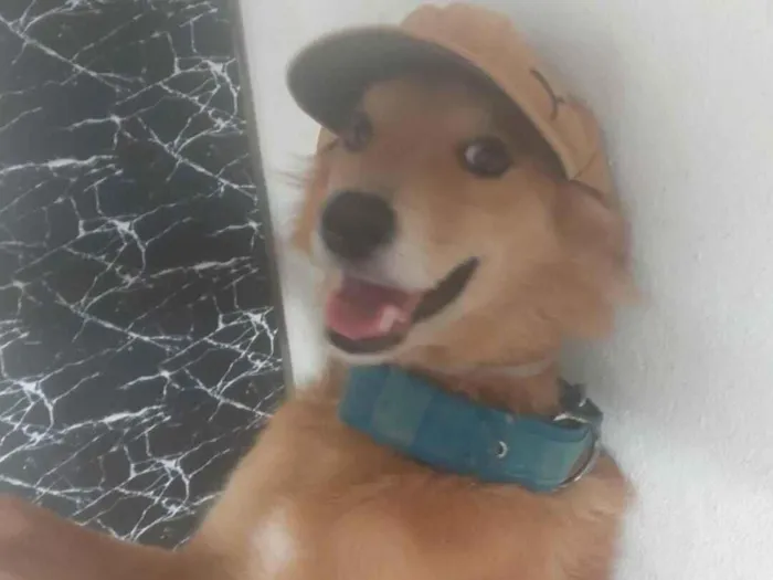 Cachorro raça SRD-ViraLata idade 3 anos nome dudu