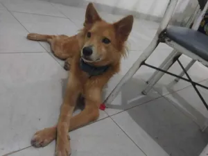 Cachorro raça SRD-ViraLata idade 3 anos nome dudu
