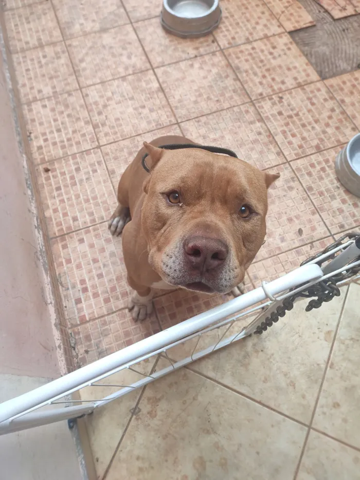 Cachorro raça Pit-Bull idade 3 anos nome Beu
