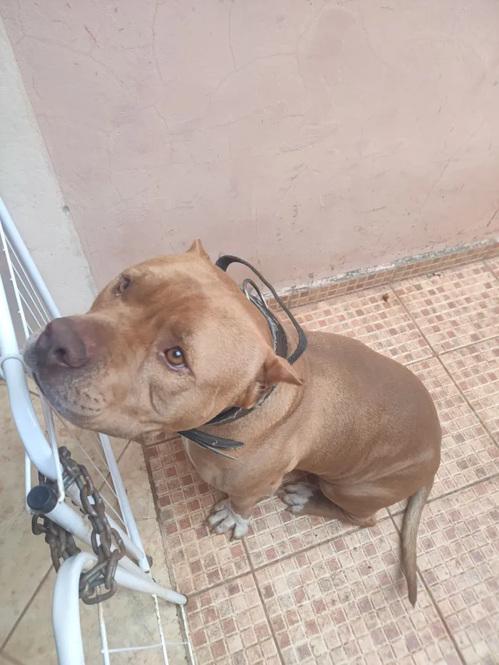 Cachorro raça Pit-Bull idade 3 anos nome Beu