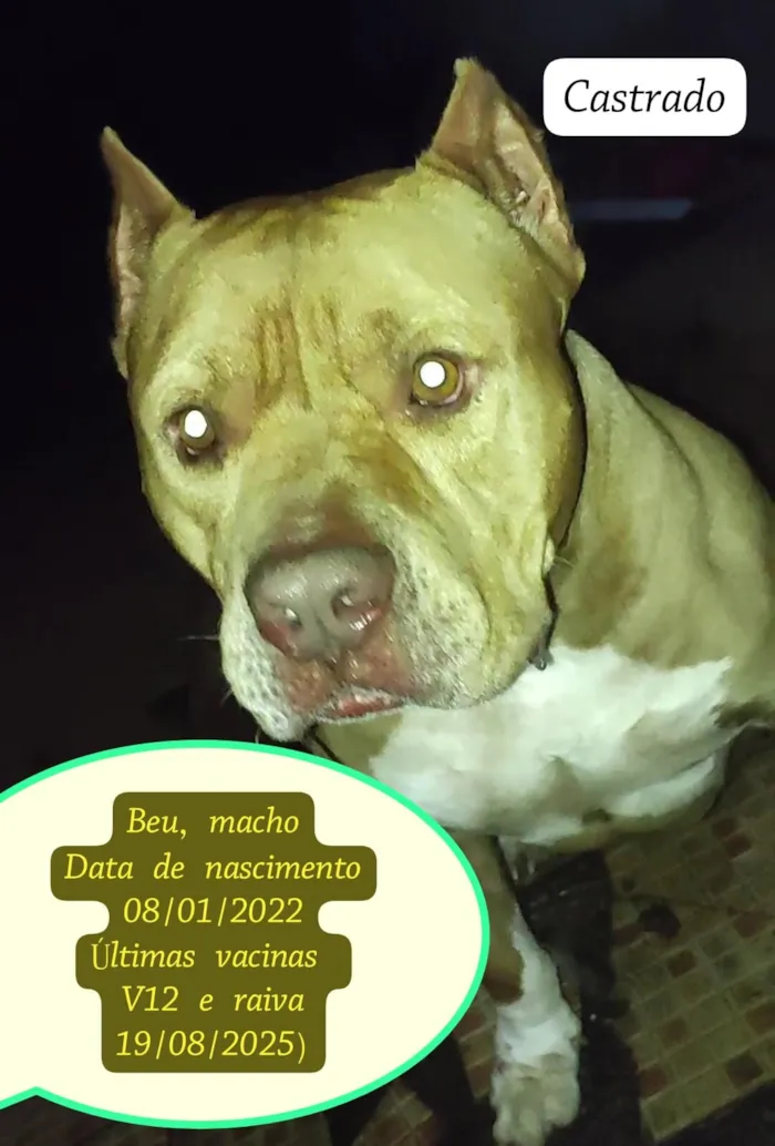 Cachorro raça Pit-Bull idade 3 anos nome Beu