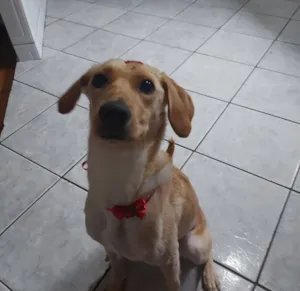 Cachorro raça SRD-ViraLata idade 6 ou mais anos nome Nany