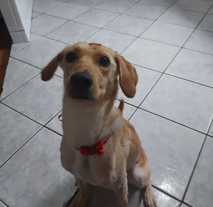 Cachorro raça SRD-ViraLata idade 6 ou mais anos nome Nany