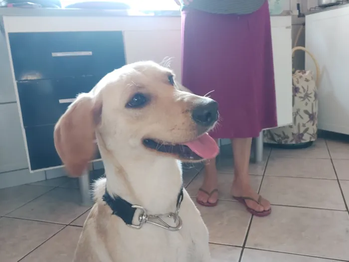 Cachorro raça SRD-ViraLata idade 6 ou mais anos nome Nany