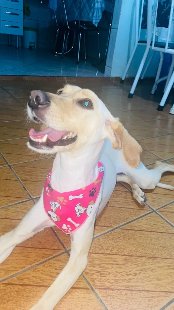 Cachorro raça SRD-ViraLata idade 6 ou mais anos nome Nany