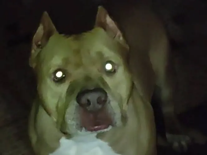 Cachorro raça Pit-Bull idade 3 anos nome Beu