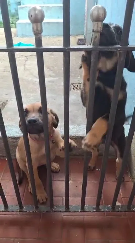 Cachorro raça SRD-ViraLata idade 2 a 6 meses nome spike