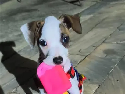 Cachorro raça SRD-ViraLata idade 2 a 6 meses nome Aurora 