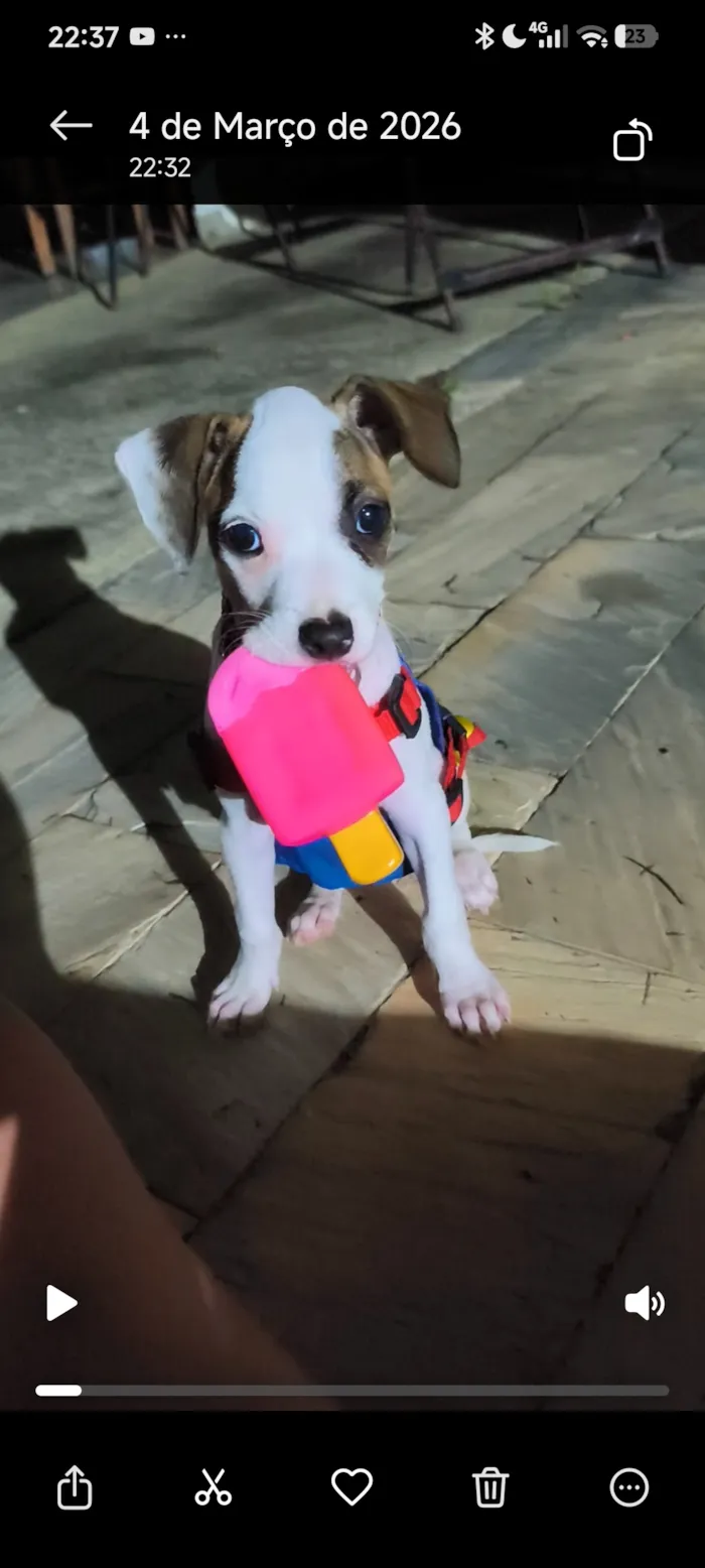 Cachorro raça SRD-ViraLata idade 2 a 6 meses nome Aurora 