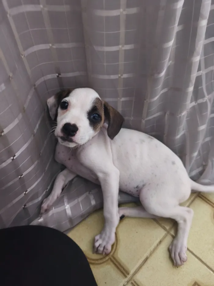 Cachorro raça SRD-ViraLata idade 2 a 6 meses nome Aurora 