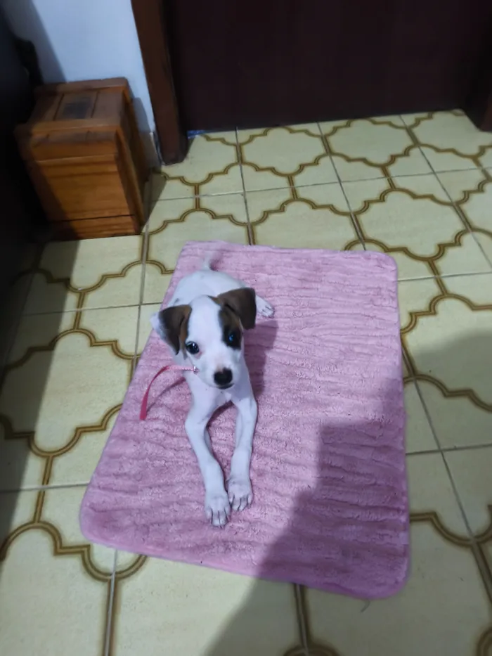 Cachorro raça SRD-ViraLata idade 2 a 6 meses nome Aurora 