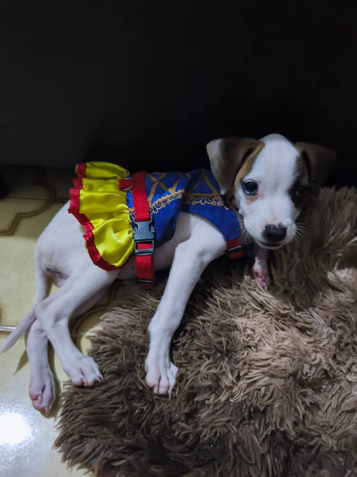 Cachorro raça SRD-ViraLata idade 2 a 6 meses nome Aurora 