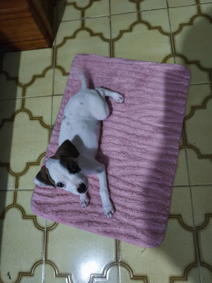 Cachorro raça SRD-ViraLata idade 2 a 6 meses nome Aurora 