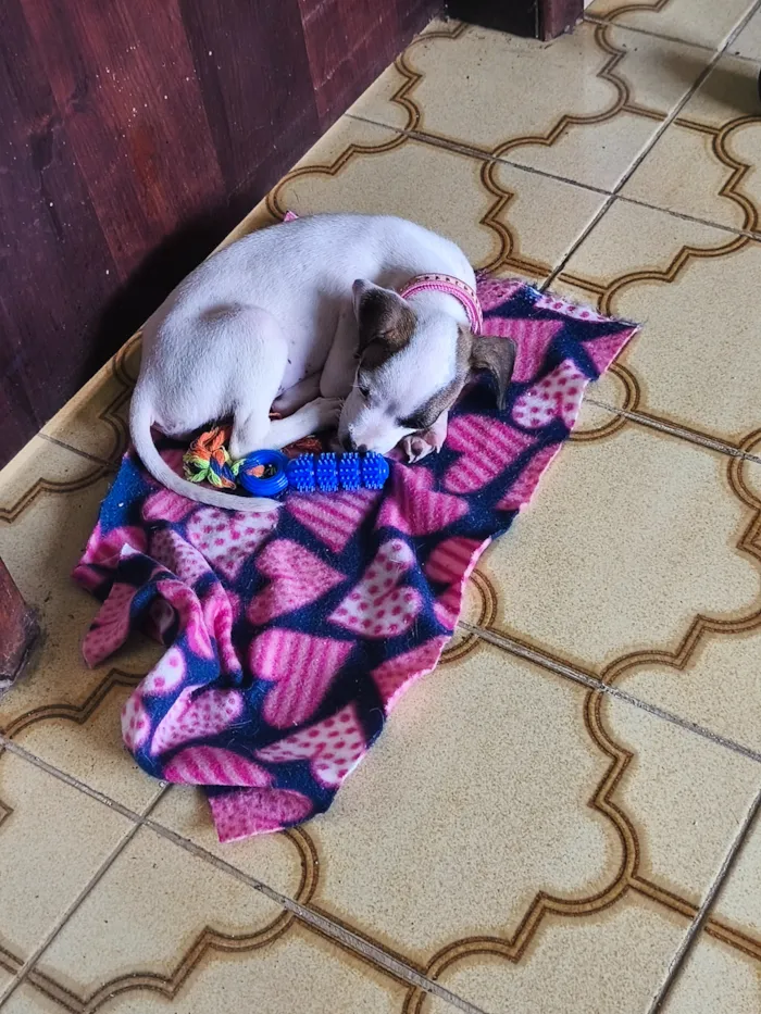 Cachorro raça SRD-ViraLata idade 2 a 6 meses nome Aurora 