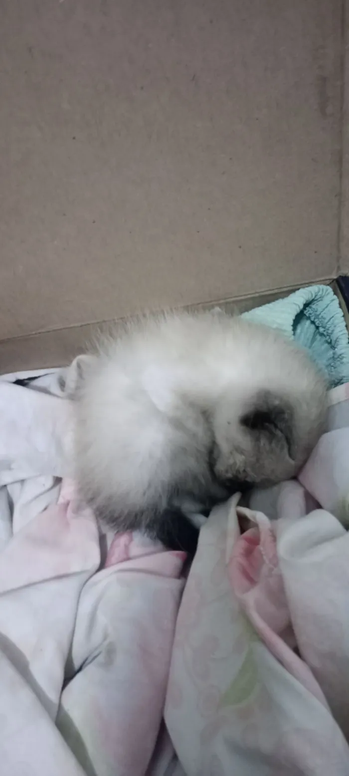 Gato raça SRD-ViraLata idade Abaixo de 2 meses nome Lino??