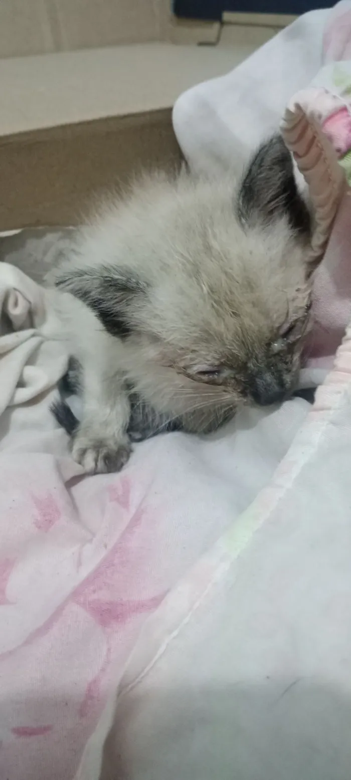 Gato raça SRD-ViraLata idade Abaixo de 2 meses nome Lino??