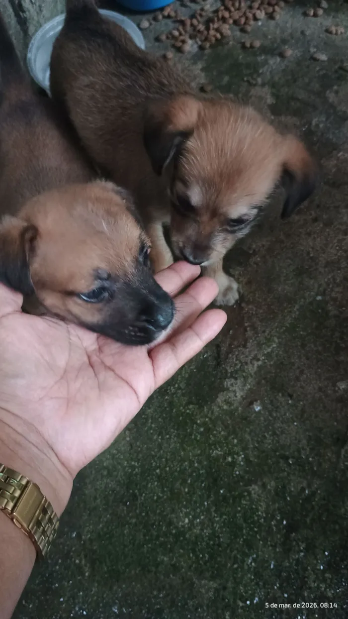 Cachorro raça SRD-ViraLata idade 2 a 6 meses nome j-hope e Estela 