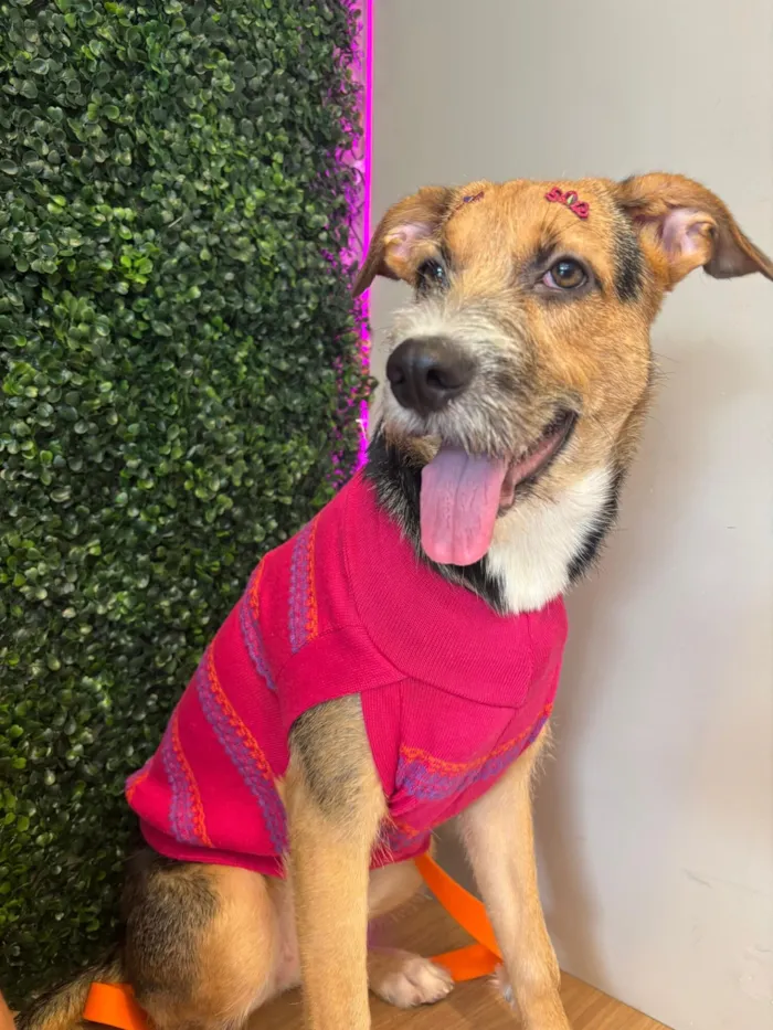 Cachorro raça SRD-ViraLata idade 1 ano nome Sem nome