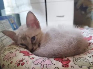 Gato raça SRD-ViraLata idade Abaixo de 2 meses nome Filhotes resgatados