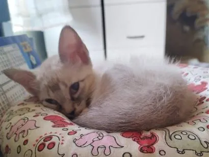 Gato raça SRD-ViraLata idade Abaixo de 2 meses nome Filhotes resgatados