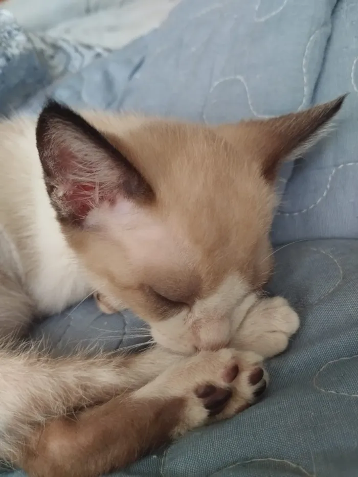 Gato raça SRD-ViraLata idade Abaixo de 2 meses nome Filhotes resgatados